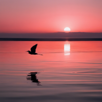 Una golondrina volando alto  en un atardecer en tonos rosa y naranja con mar y una golondrina volando alto