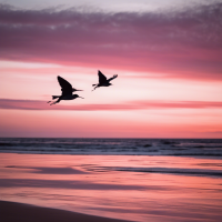 Una golondrina volando alto  en un atardecer en tonos rosa y naranja con mar y una golondrina volando alto